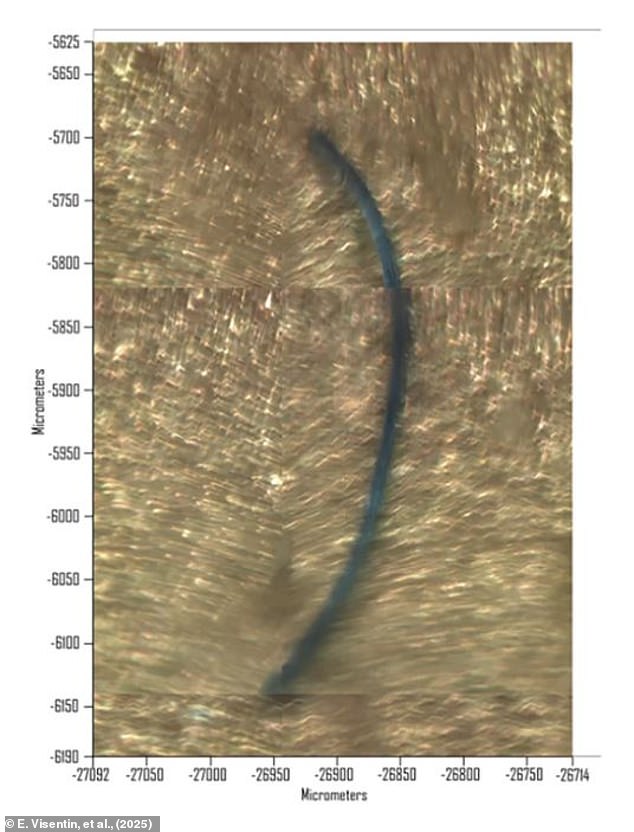 The most common type of microplastic particles were fibres such as this one. Of the 28 samples tested, 19 contained the plastic poly(ethylene terephthalate), 15 contained polyethylene, and 12 contained polypropylene