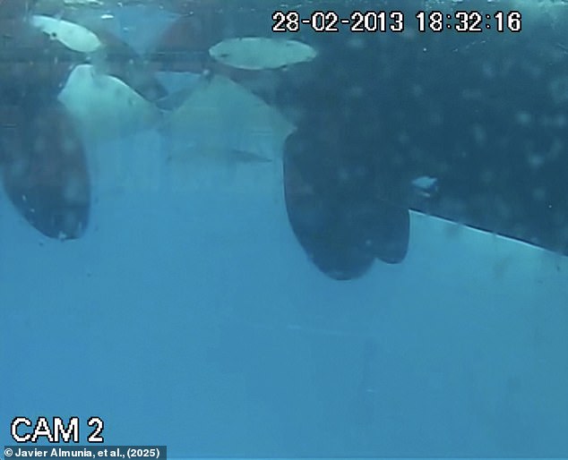 Two orcas were seen engaging in 'gentle, face-to-face oral contact' and gently biting each other's tongues in a practice known as tongue nibbling