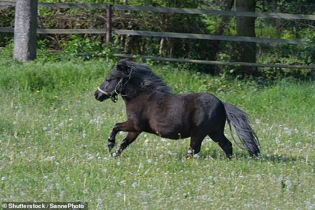 Ricardo van Z., 38, from De Kwakel, North Holland, appeared in court in Amsterdam on Wednesday after having sexual intercourse with the pony and filming the ordeals (File photo)