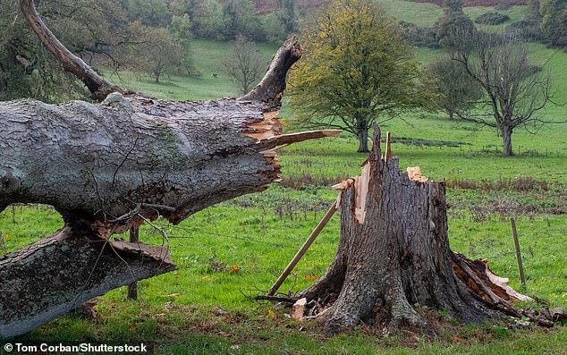 From being swept away by powerful riptides to narrowly dodging falling trees, people are sharing the terrifying moments they nearly came face-to-face with death (stock image)
