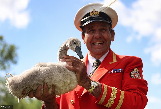 Royal Swan Marker, David Barber holds a cygnet during the annual swan upping along the River Thames
