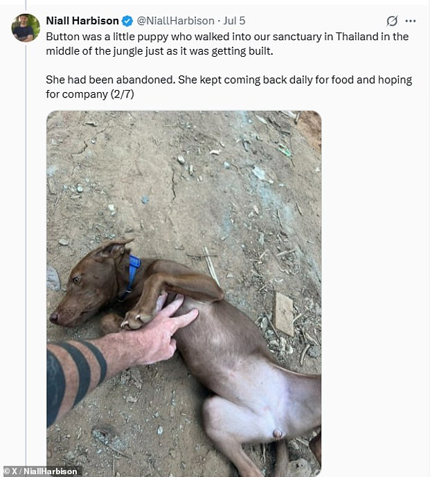 Liam rescued the dog from the charity Happy Doggo in Thailand in 2023 and now Thailand dog rescuer Niall Harbison has revealed the full story behind the adoption