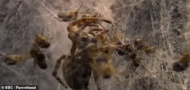 In the terrifying video, the baby spiders turn on their own mothers and eat them alive