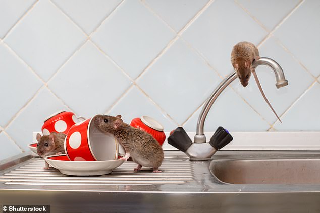 Rat pack: A This is Money reader's new home is infested with rats