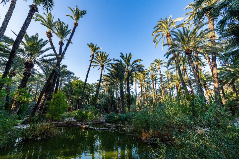 Palm trees and a pond in the Palmeral of Elche, a UNESCO World Heritage Site.
