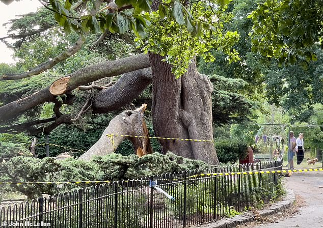 Dozens of frantic adults tried to lift the heavy tree branches off the stricken children in the middle of what up until that moment had been a fun-filled summer’s day
