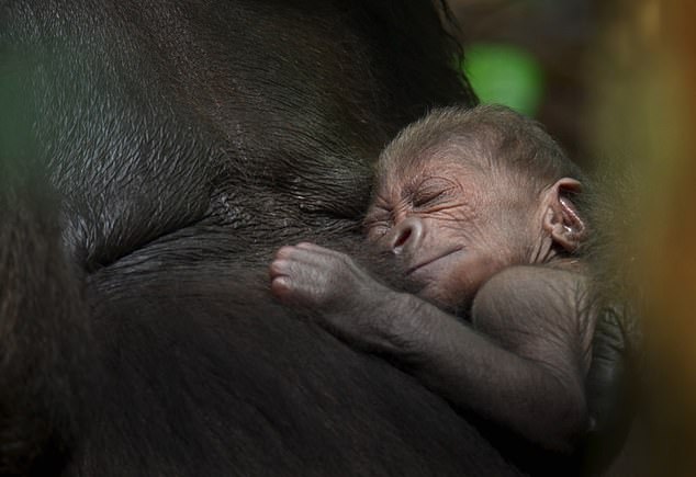 Beloved broadcaster David Attenborough has captured a tender moment between a gorilla mother and her newborn baby in a new BBC documentary