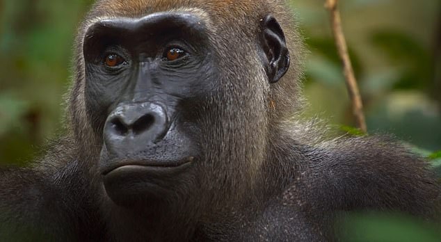 The clip shows a female western lowland gorilla with her moments-old baby in a breathtaking landscape of green jungle