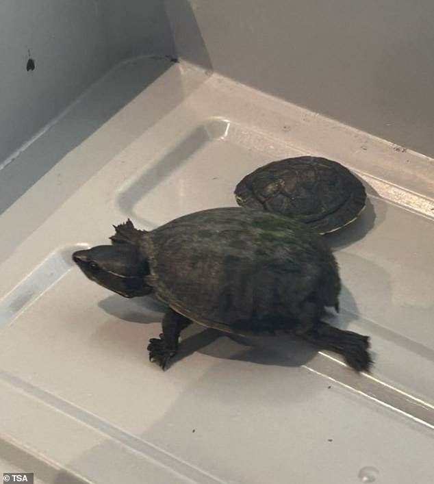 A Florida woman has attempted to smuggle turtles through airport security by hiding them inside her bra - leaving one of the creature to meet a grim and tragic fate