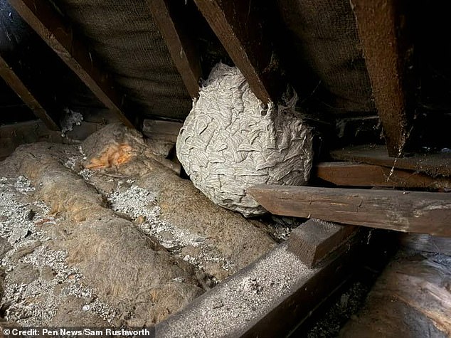 Wasps are experiencing a 'population explosion', Mr Dellbridge said, and Britain faces a wave of jumbo nests before winter