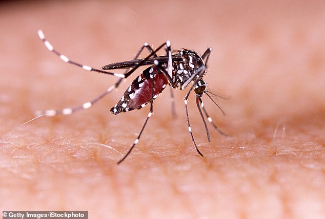 The vaccine is for the Chikungunya virus, which isn¿t found in the UK, but Britons can catch it from overseas and fall ill when they return home
