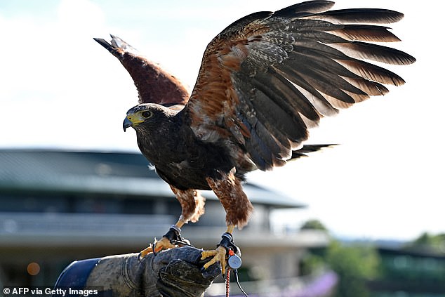 Wimbledon has been hit with a succession plan, with its iconic hawk Rufus refusing to mate