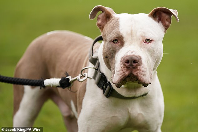 A woman has been left with 'serious' injuries after being mauled by two XL Bullies and another dog in Shindale, Invershin (Stock image)