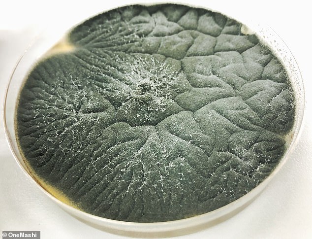 Some fungus species like aspergillus fumigatus (pictured) have been detected in used bed pillows and can cause serious lung infections particularly in those with weak immune systems