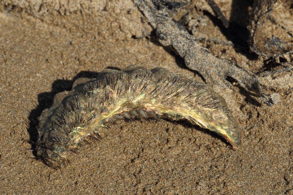Sea mouse (Aphrodita aculeata) on a beach.