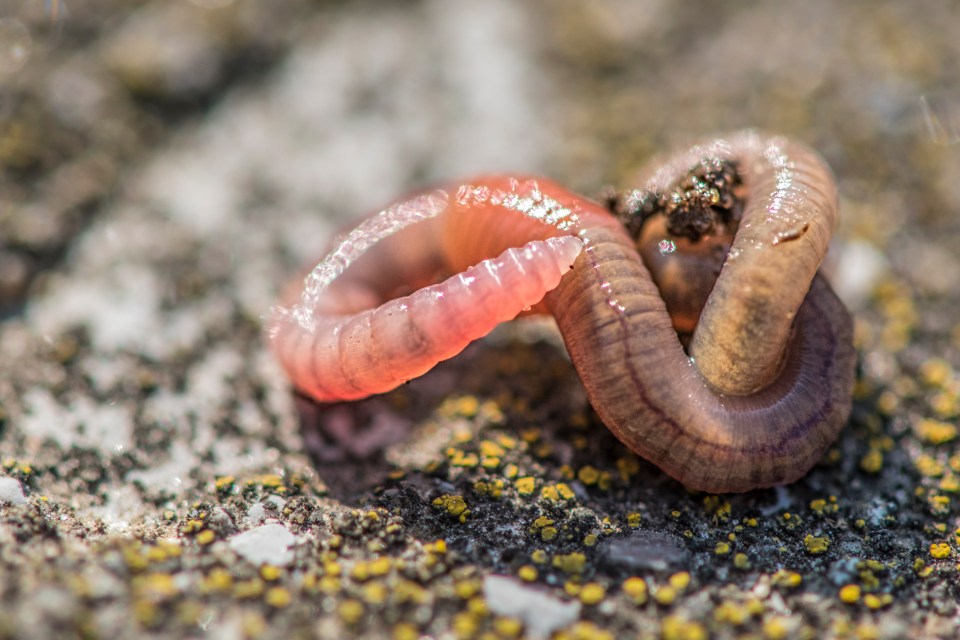 A close-up (macro) of a worm.  The worm's head is in focus, while its body is curled up.  You can see details such as the blood vessel in the worm.