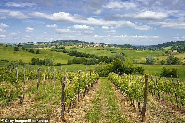 Ayla has two shifts for grape picking, one that starts early in the morning and the second starting in the evening so that they avoid being in the intense heat. Pictured: Stock image of the Tortona hills, where Ayla has moved to