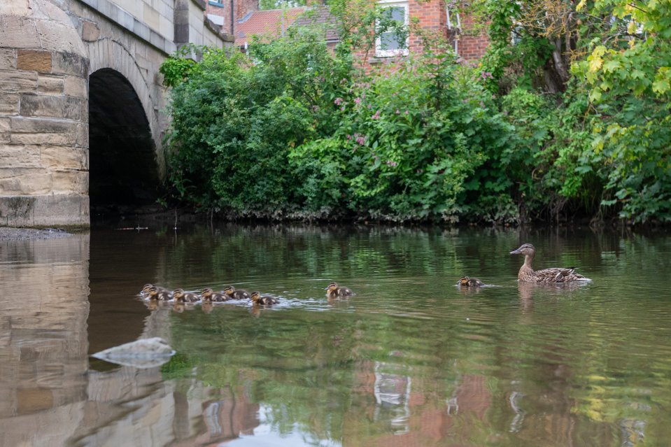 A mother duck and her ducklings swimming in a river.