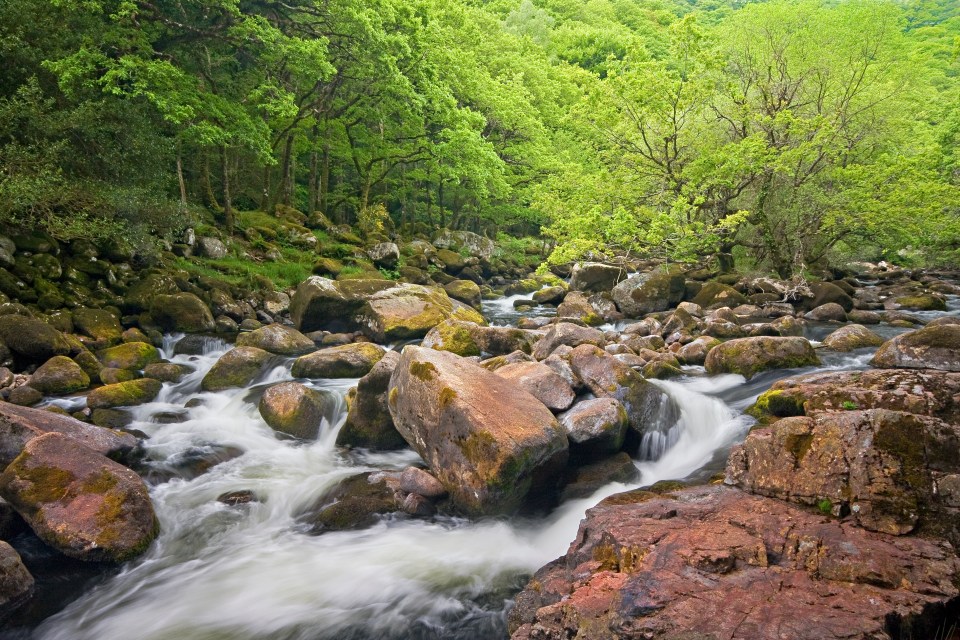 River flowing over mossy rocks in a forest.