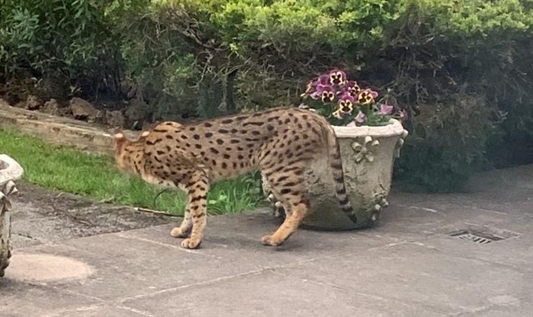 Serval cat near a flower pot.