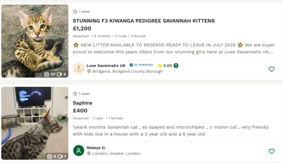 Two listings for Savannah cats for sale online.