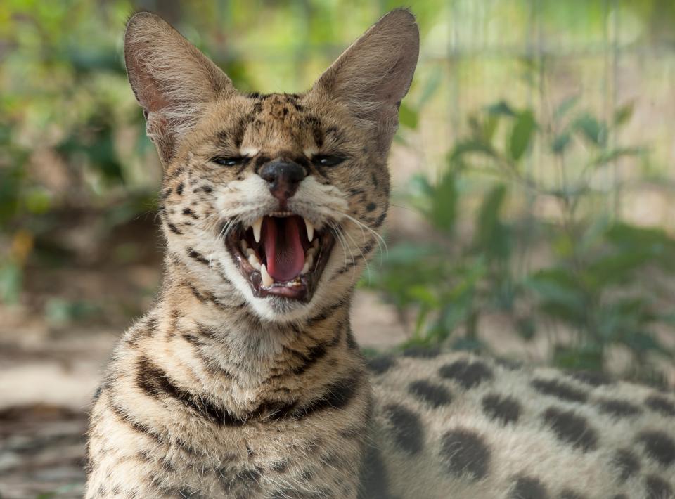 Captive African serval cat with mouth open.