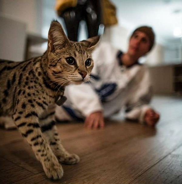 Savannah cat near a person on the floor.