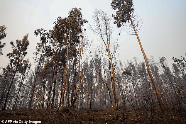 Burnt trees in northern Portugal - firefighters managed to control two large fires that started on Monday in the central areas of Penamacor and Nisa