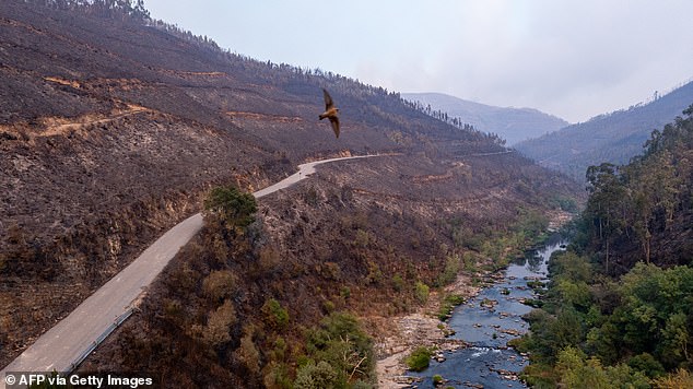 Aerial view showing burnt trees in Arouca, Portugal despite efforts to tackle the fires