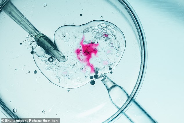 Even in spring, the pregnancy rate was 75 per cent higher than during the colder months, scientists found (stock image)