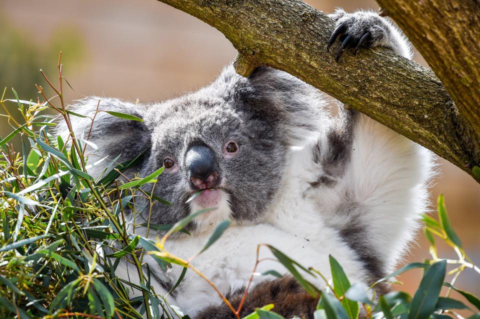T1KPPE A southern koala grazes on eucalyptus leaves at the new Koala Creek enclosure in Longleat Safari Park in Wiltshire. The only place in Europe to home a group of southern koalas the attraction opens to the public on Friday.