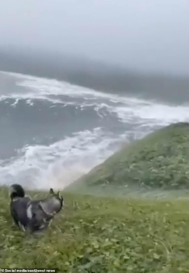 Footage emerged showing tsunami waves crashing against Shumshu Island, just off the southern coast of the Kamchatka peninsula, as a local man and his dog attempted to retreat from the danger