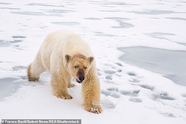 The content creator revealed polar bears sometimes try to break in to similar set ups, and explained how she protects herself
