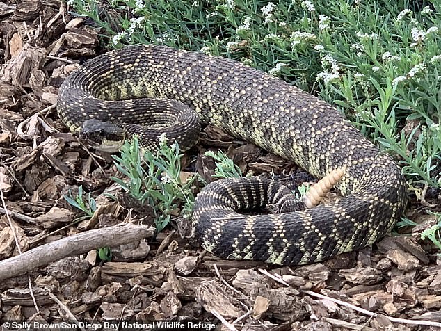 The rattlesnake attempted to strike the squirrel, but was unsuccessful as it had just eaten a full meal