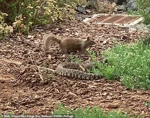 Squirrels may seem like docile creatures, but they're known to be aggressive and protect their own against predators