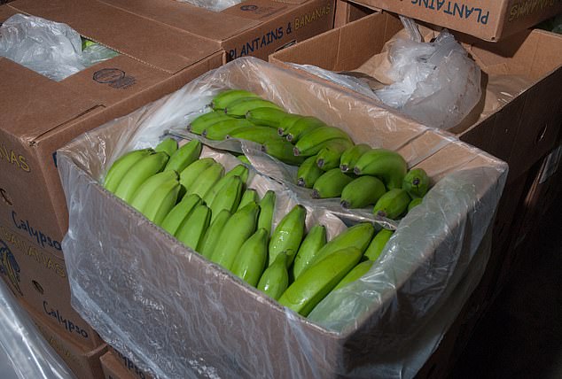 The cocaine Stevenson tried to import was hidden in boxes of bananas bound for a fruit market in Glasgow