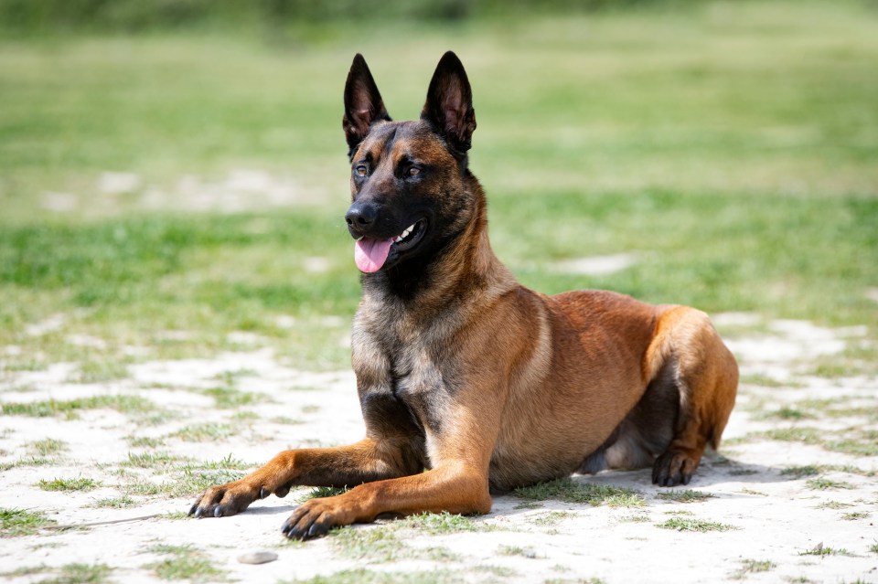 Belgian Malinois puppy training outdoors.