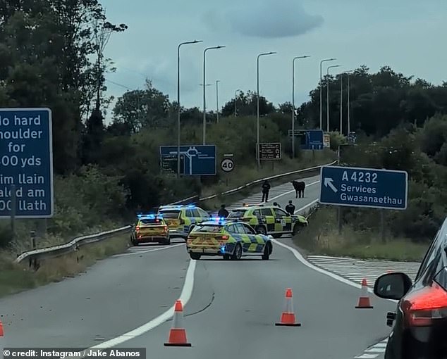 The M4 was brought to a standstill after the lone black cow decided to block the road