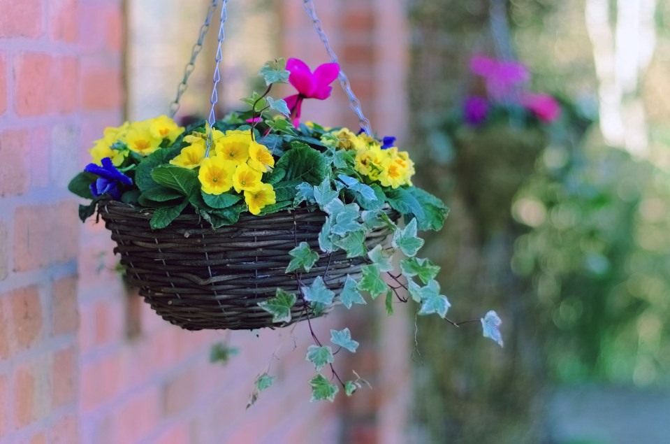 Hanging basket of yellow and purple flowers on a brick wall.