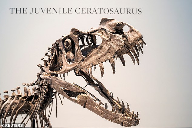 The juvenile Ceratosaurus nasicornis sold at Sotheby's Natural History auction in New York in July