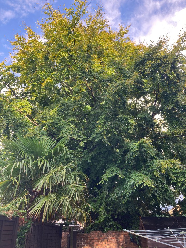 Large tree in a garden.
