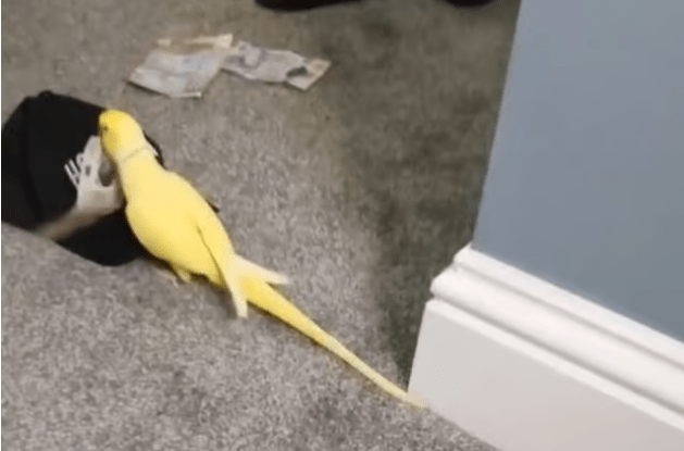 Yellow parrot near a black hat.