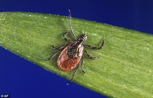 Lyme disease is an infection caught from tick bites that causes muscle pain, brain fog, swollen joints and fatigue