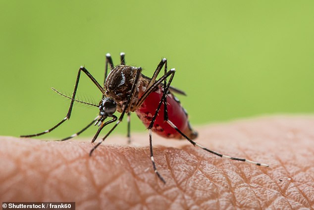The nasty virus which can cause pain for months is spread through bites by mosquitos