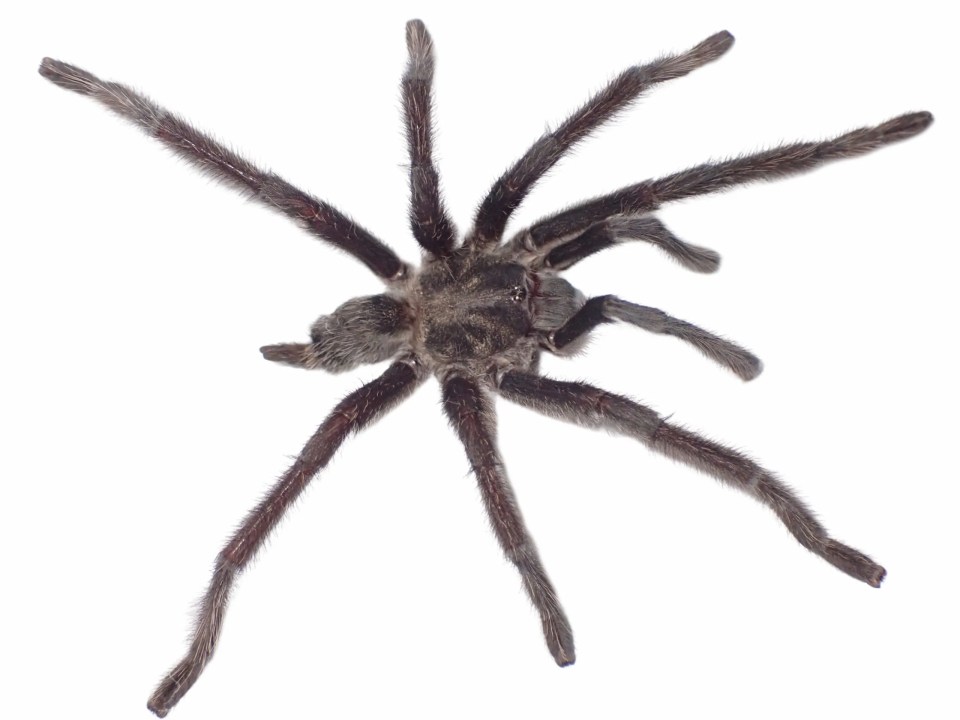 Tarantula viewed from above.