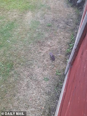 Bricks thrown into the family garden