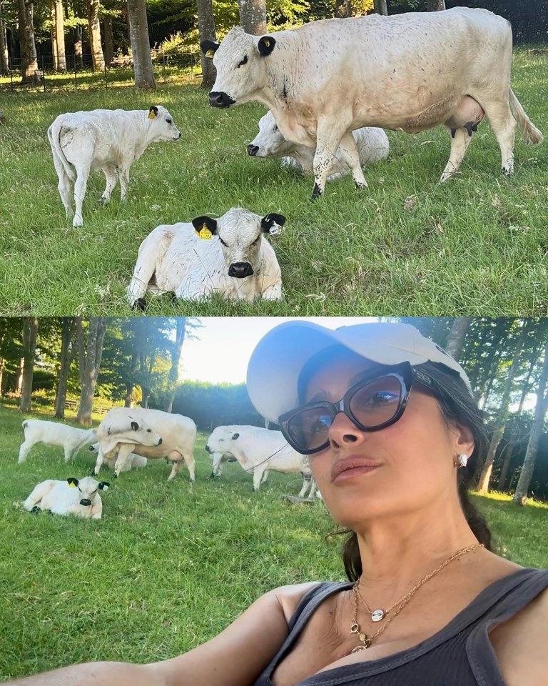 Salma Hayek on a farm with white cows and calves.