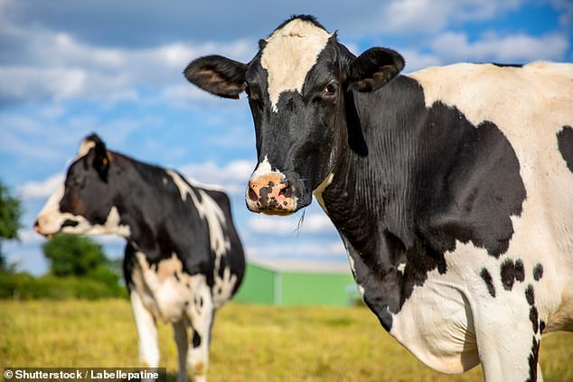Scientists are already vocal about the huge carbon footprint of humanity's love for meat, fish and dairy, especially beef (stock image)