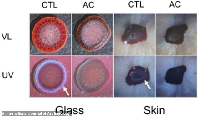 Control (CTL) and anticoagulant (AC)-treated blood samples were dried on glass and skin, then examined under visible (VL) and ultraviolet (UV) light; the white arrow points to the serum halo, which appears only when blood clots naturally, mirroring the patterns seen on the Shroud.