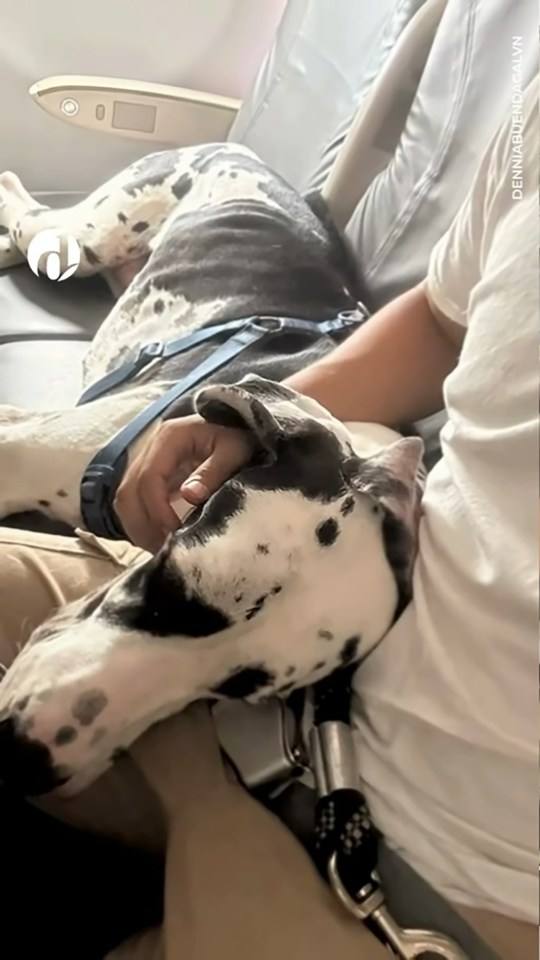 Great Dane on airplane.